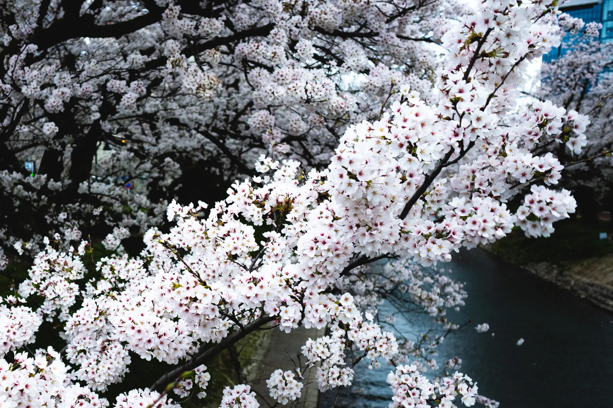 2026年4月4日 08:20 に撮影した写真