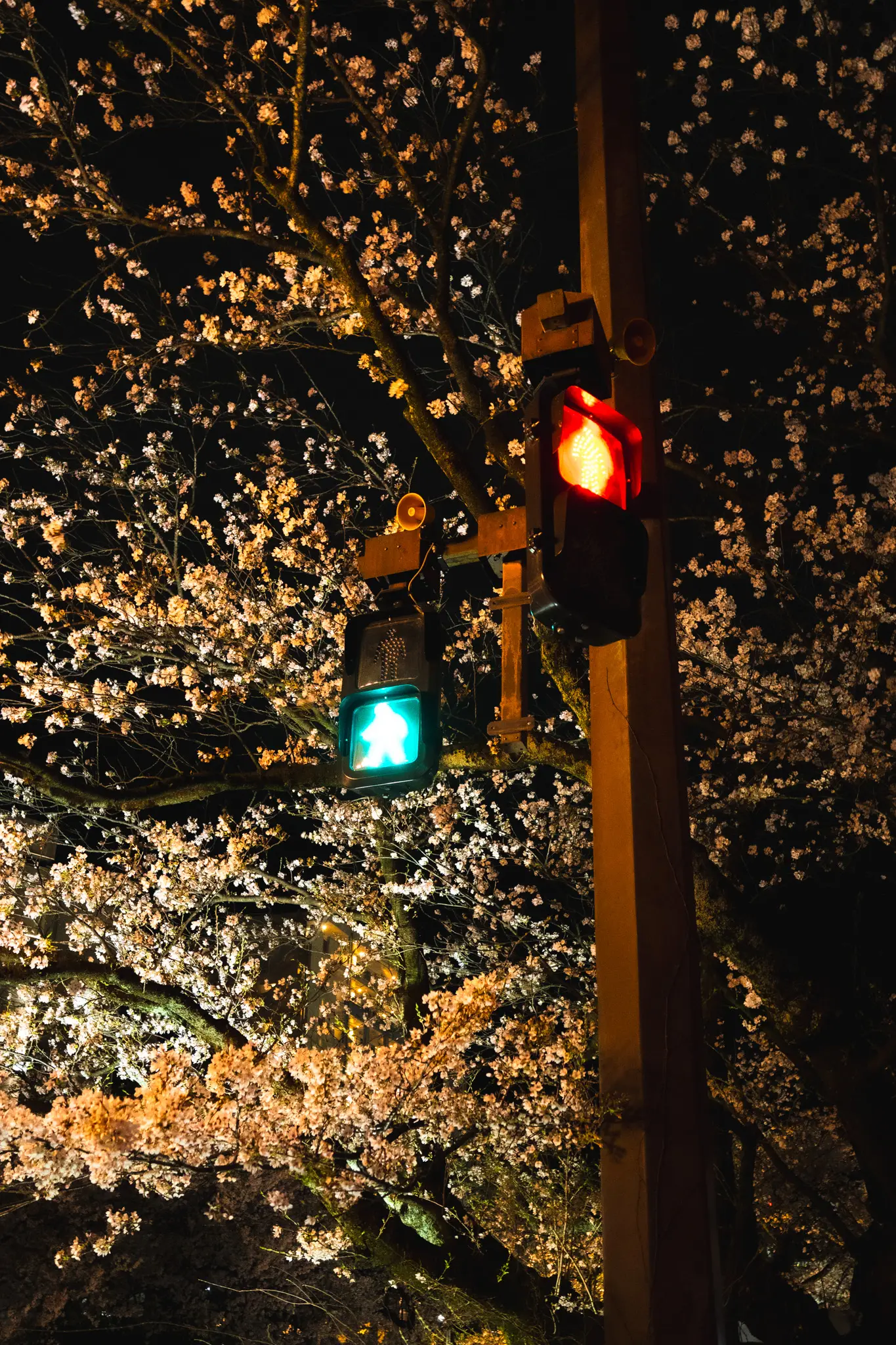 2026年4月4日 12:10 に撮影した写真