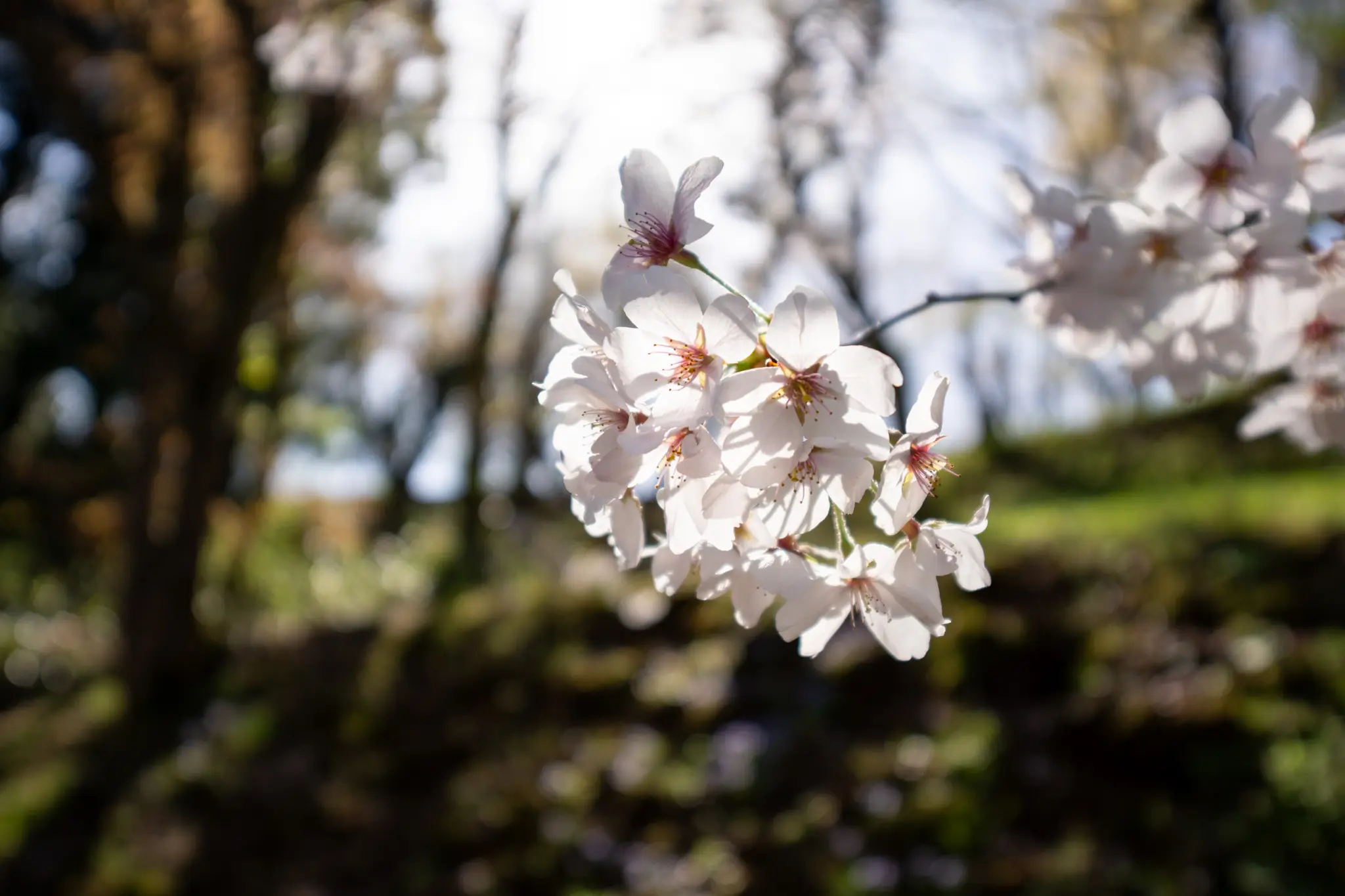 2026年4月11日 05:33 に撮影した写真