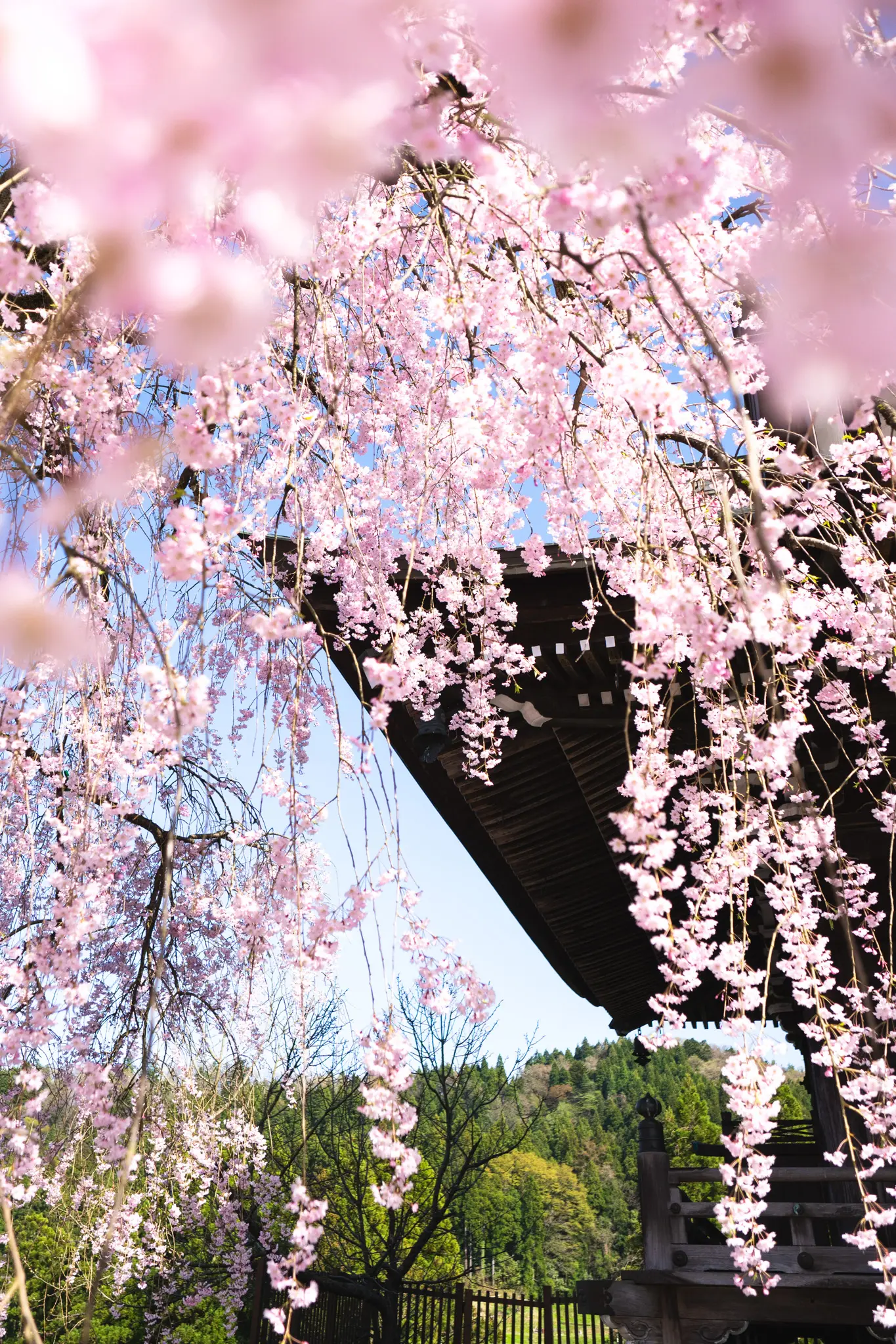 2026年4月11日 06:12 に撮影した写真