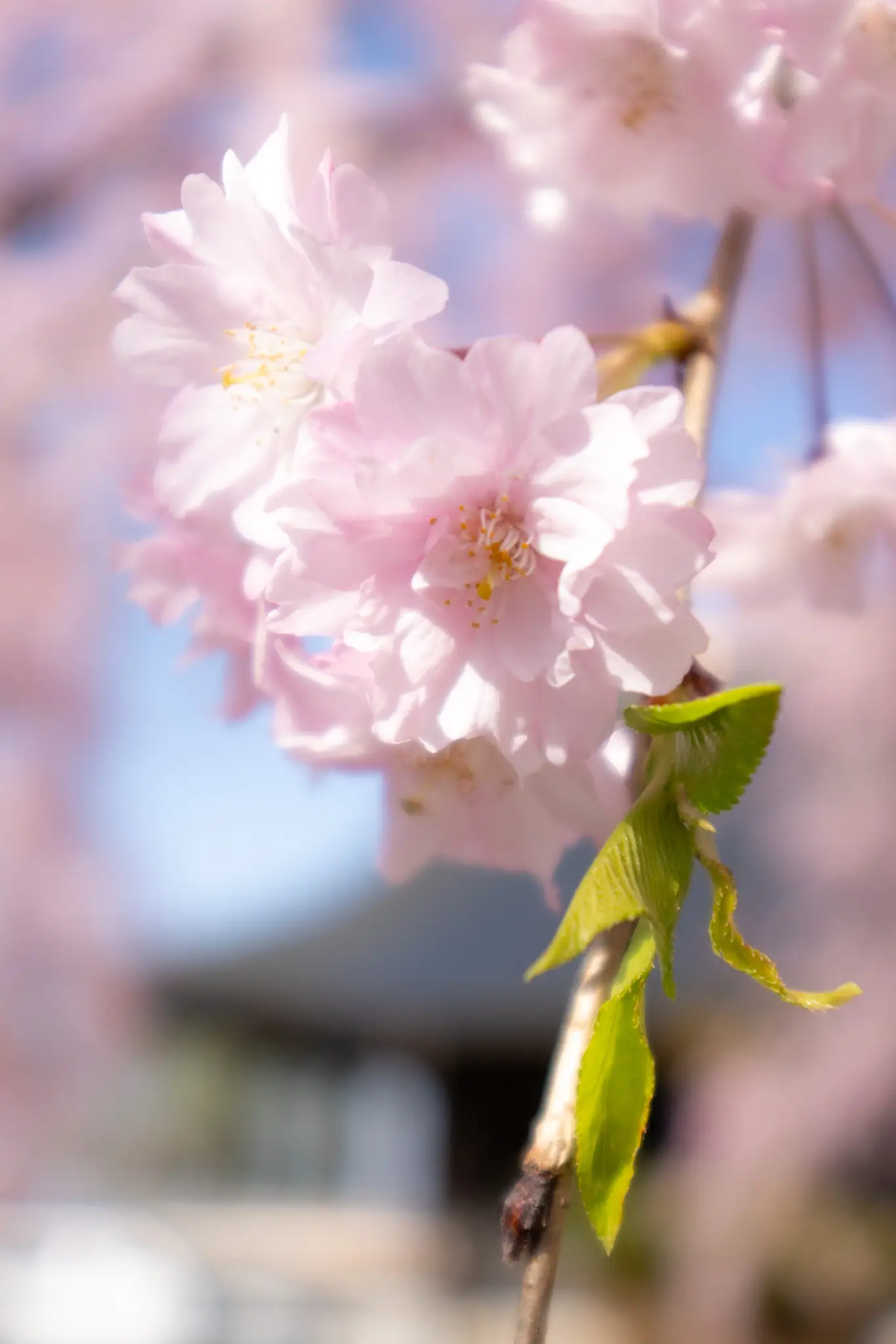 2026年4月11日 06:12 に撮影した写真