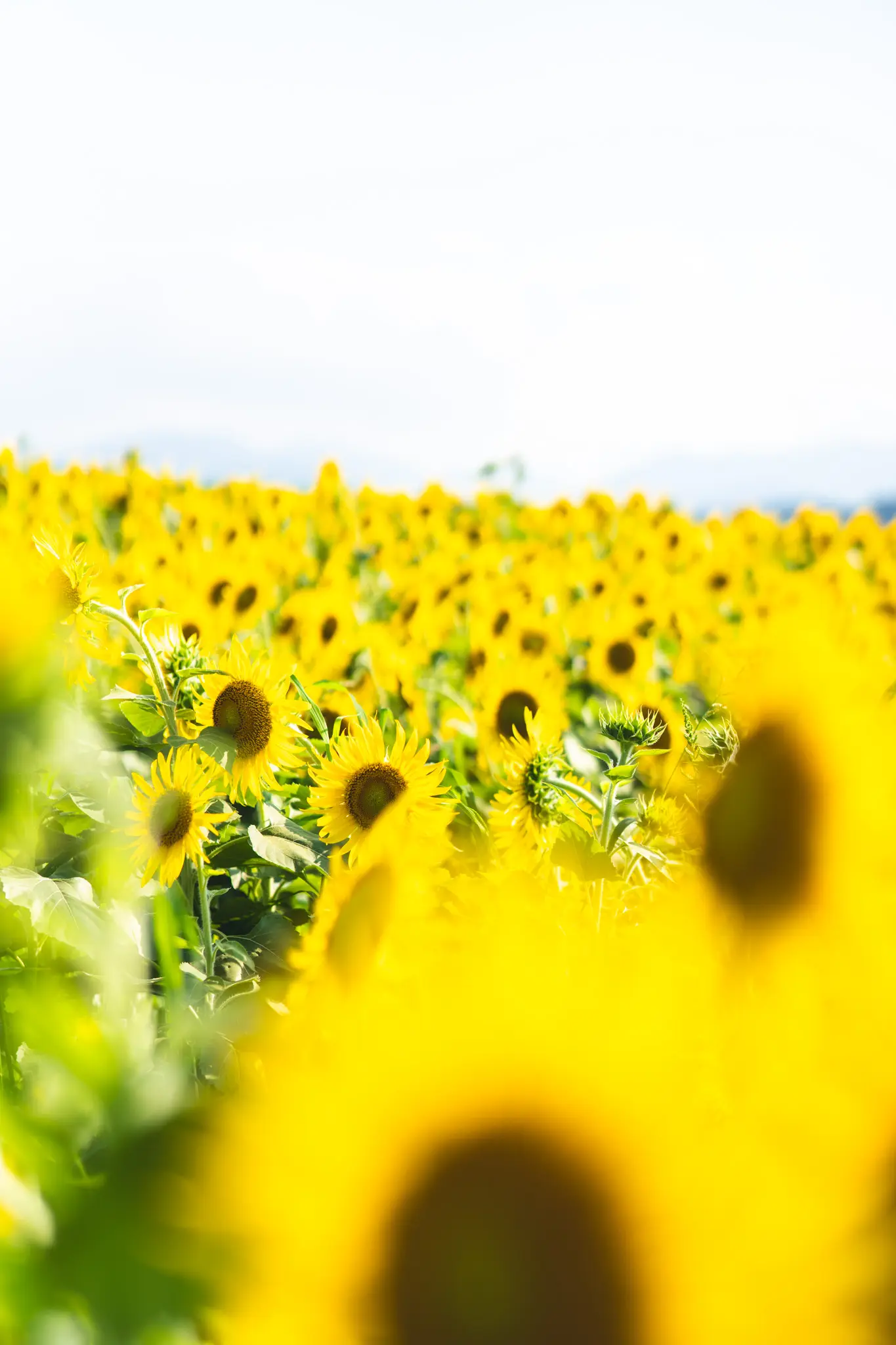 2026年8月5日 07:01 に撮影した写真