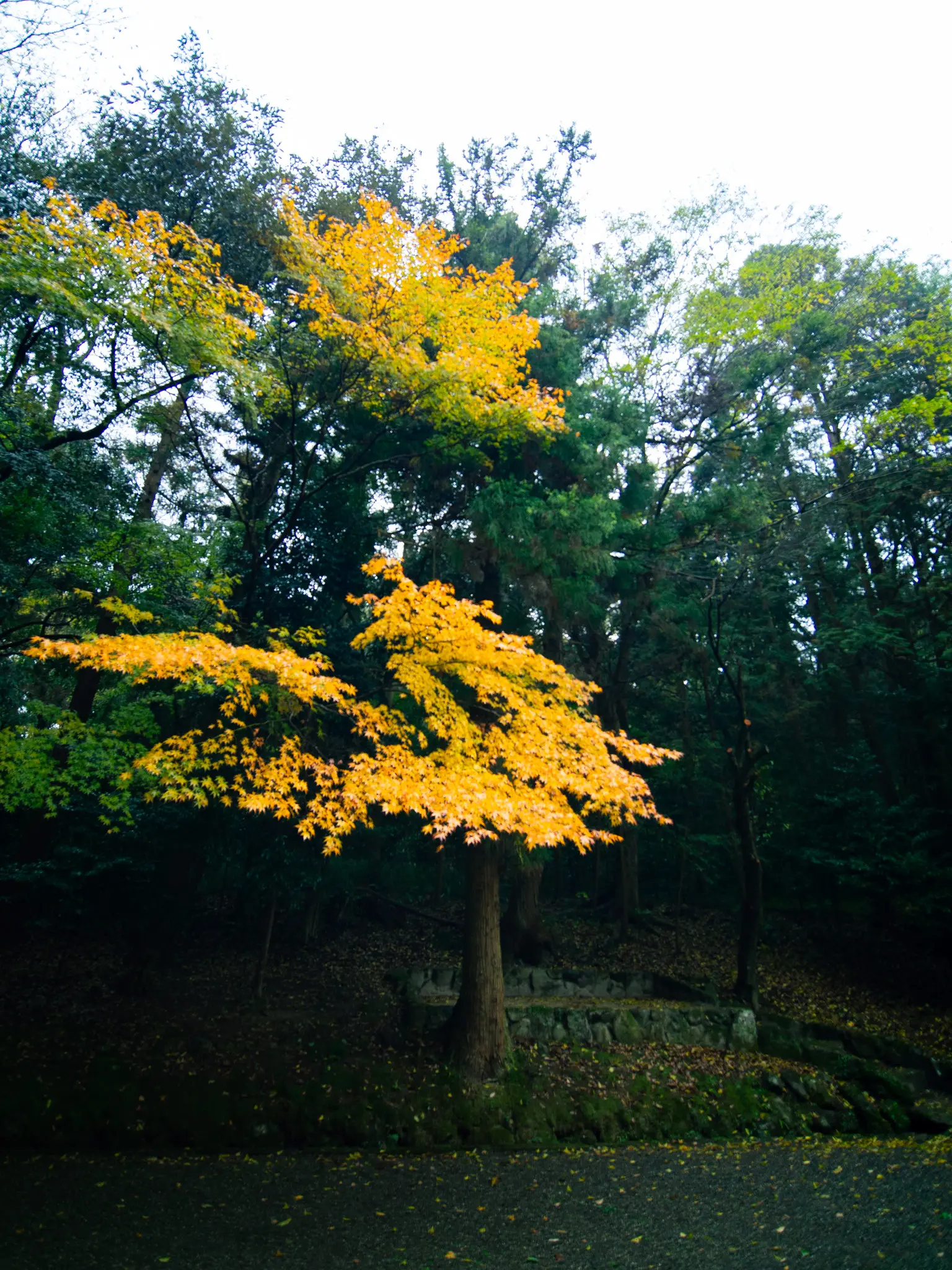 2025年11月24日 15:00 に撮影した写真